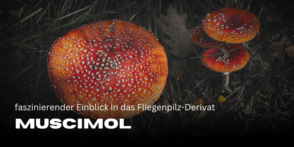 Fly agaric derivative Muscimol