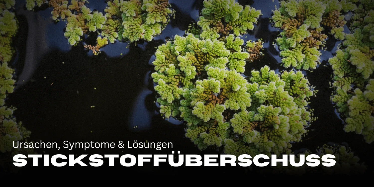 Exceso de nitrógeno en el cannabis: causas, síntomas y soluciones