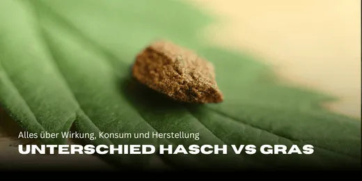 In focus, a piece of hashish on a cannabis leaf