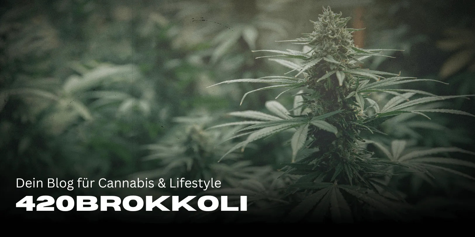 420Brokkoli – Ton blog pour le Cannabis & le Lifestyle 🌿-Smagro GmbH