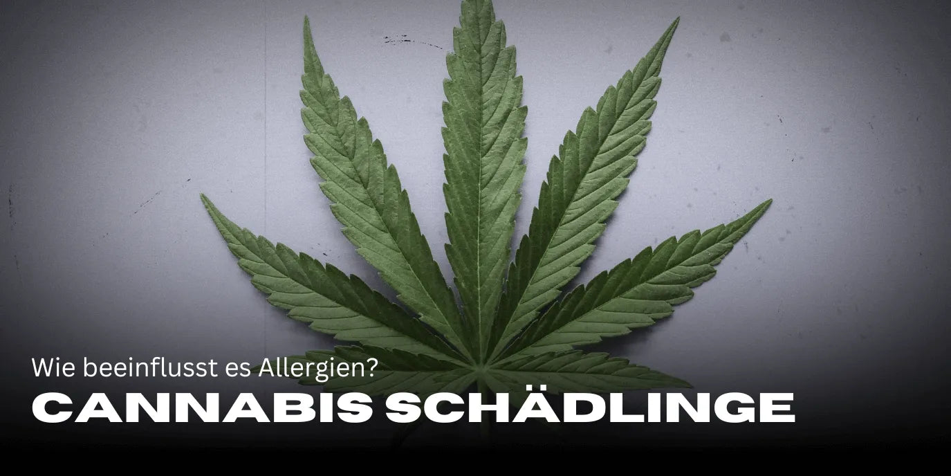 Cannabis et histamine : comment cela influence-t-il les allergies ?-Smagro GmbH
