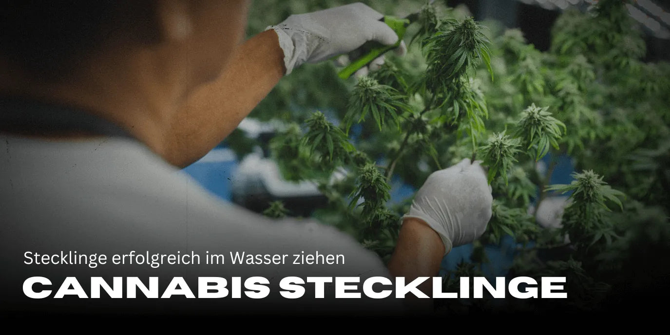 Esquejes exitosos en agua: Guía paso a paso para plantas saludables