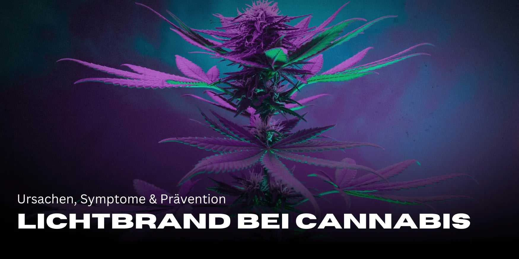 Light burn in cannabis: causes, symptoms & prevention - Smagro GmbH