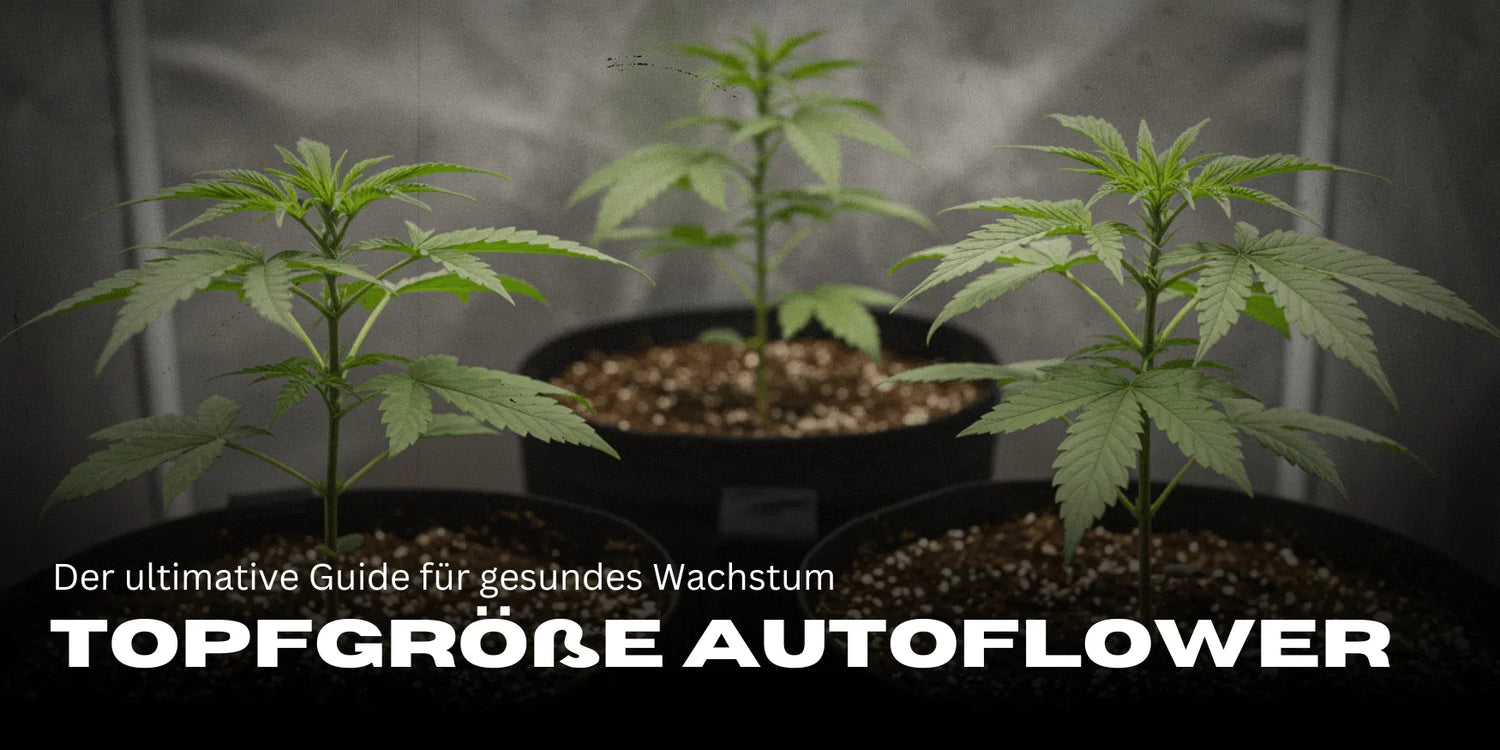 Três estacas de Cannabis em vasos grandes