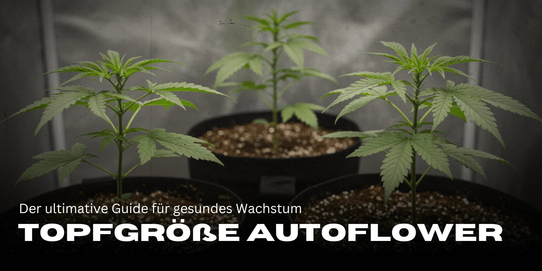 Three cannabis cuttings in large pots