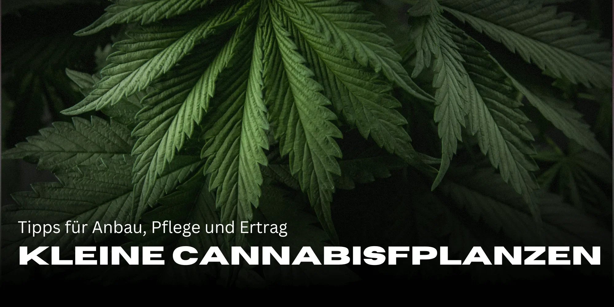 Petites plantes de Cannabis : conseils pour la culture, l’entretien et le rendement-Smagro GmbH