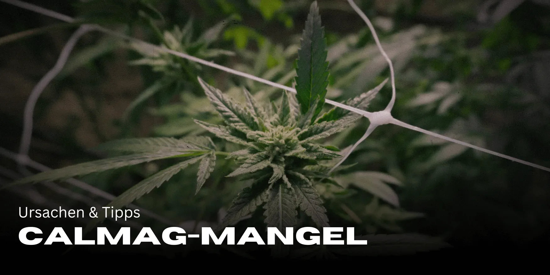 Recognizing and Remedying CalMag Deficiency: Causes and Tips – Smagro GmbH