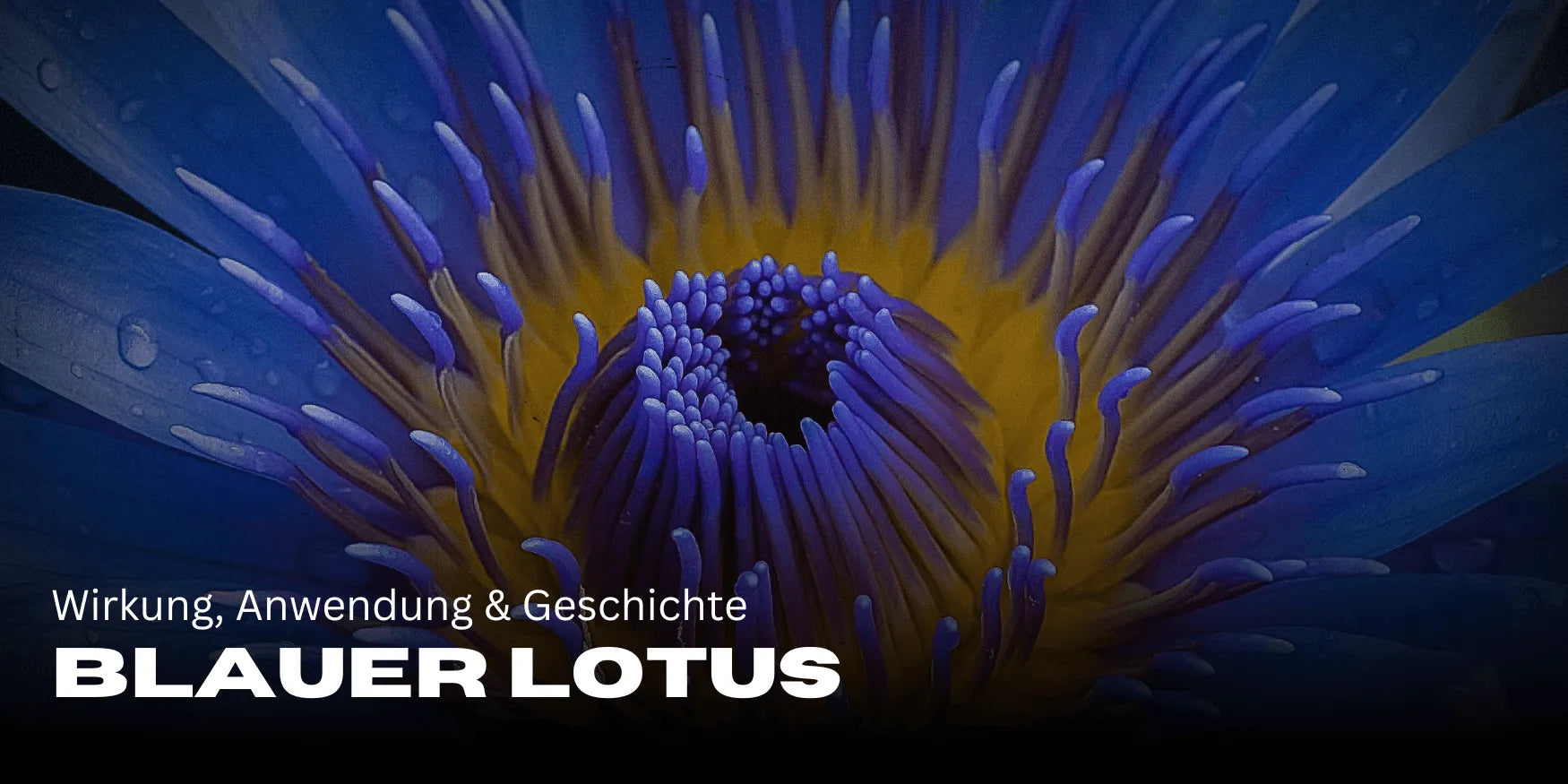Blue Lotus