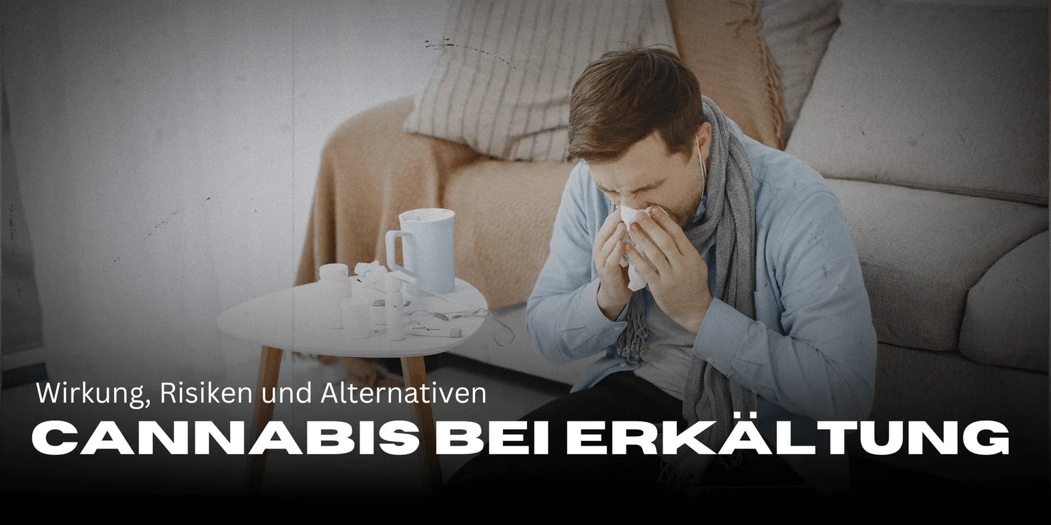 Cannabis contre le rhume