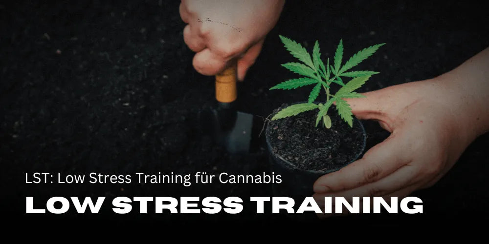 LST: Low Stress Training for Cannabis