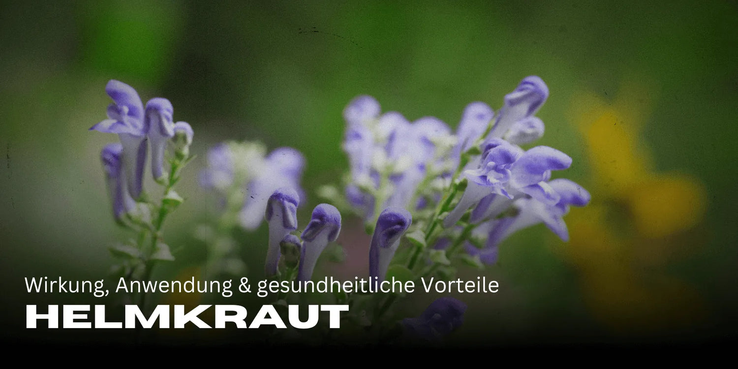 Helmkraut: Efekty, zastosowanie i korzyści zdrowotne