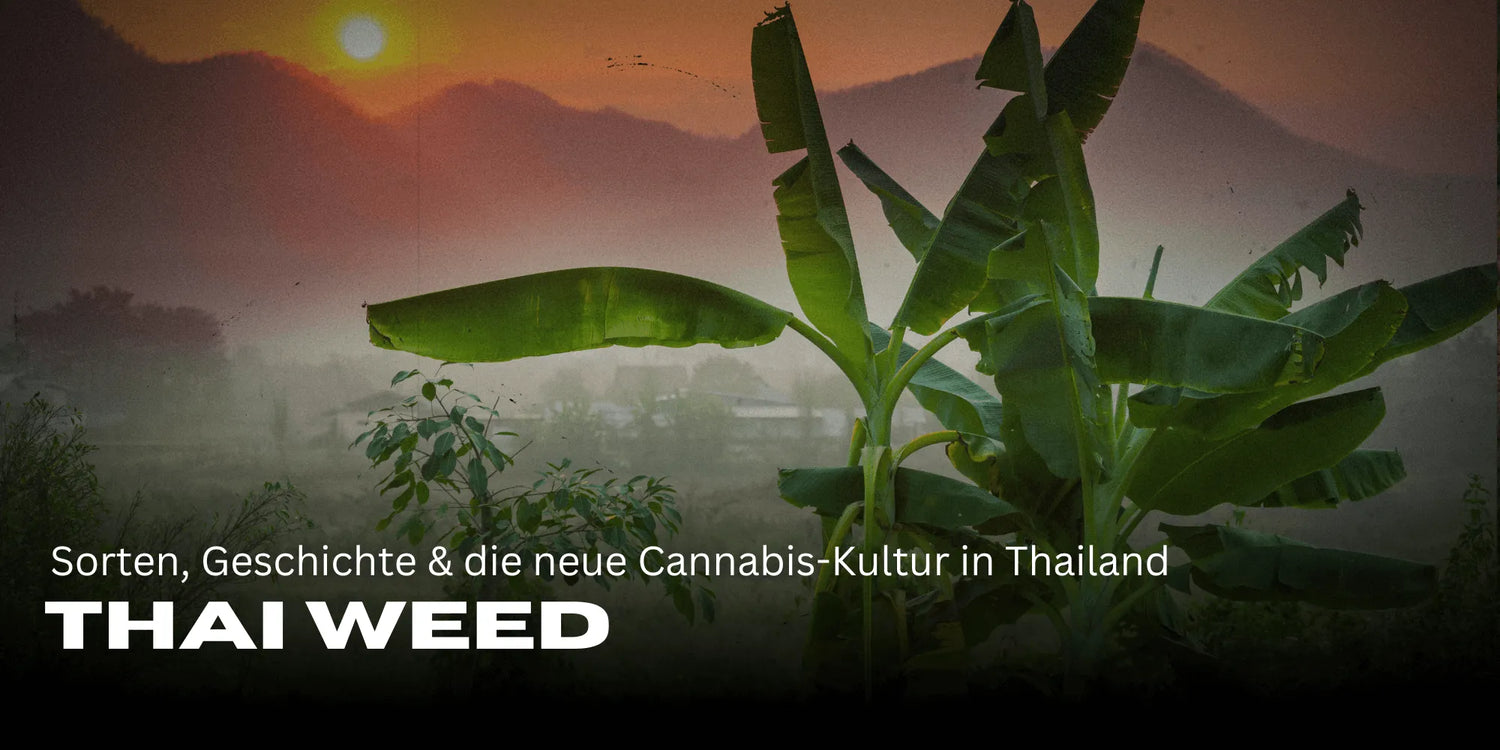 Thai Weed, Canabis din Thailanda, Canabis thailandez