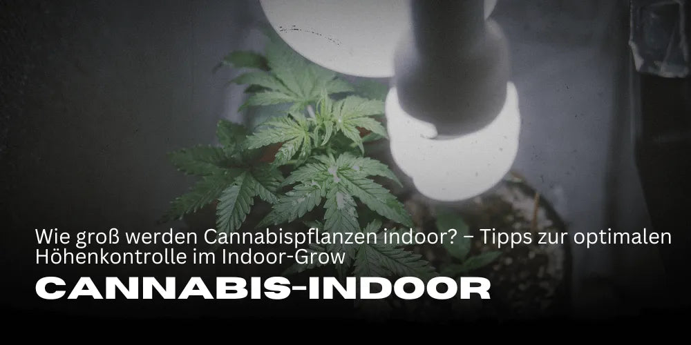 ¿Qué tan grandes crecen las plantas de cannabis en interior? – Consejos para un control óptimo de la altura en el cultivo indoor