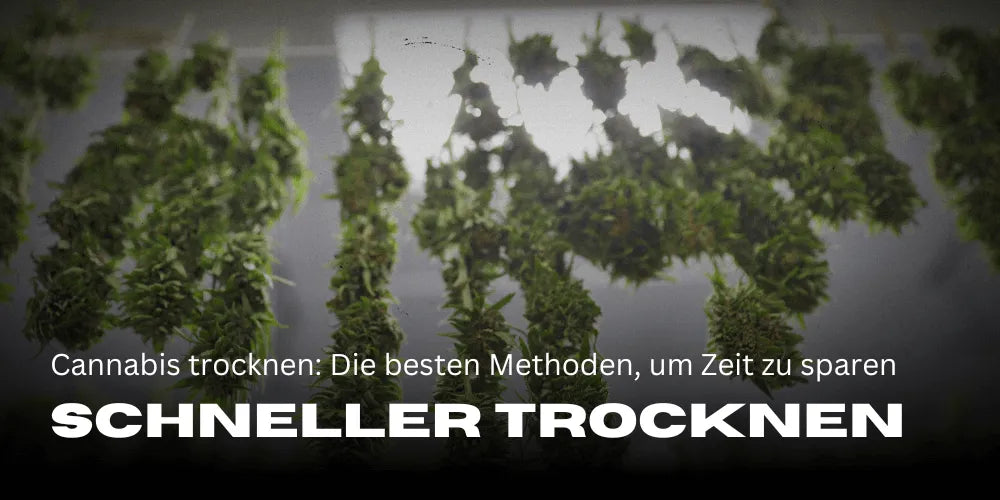 Cannabis sneller drogen: De beste methoden om tijd te besparen
