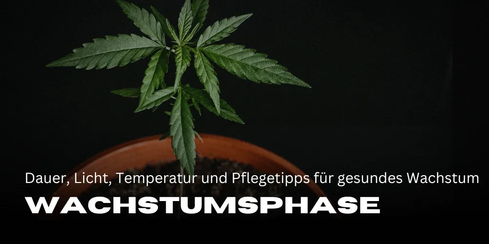 The Cannabis Growth Phase: Duration, Light, Temperature, and Care Tips for Healthy Growth