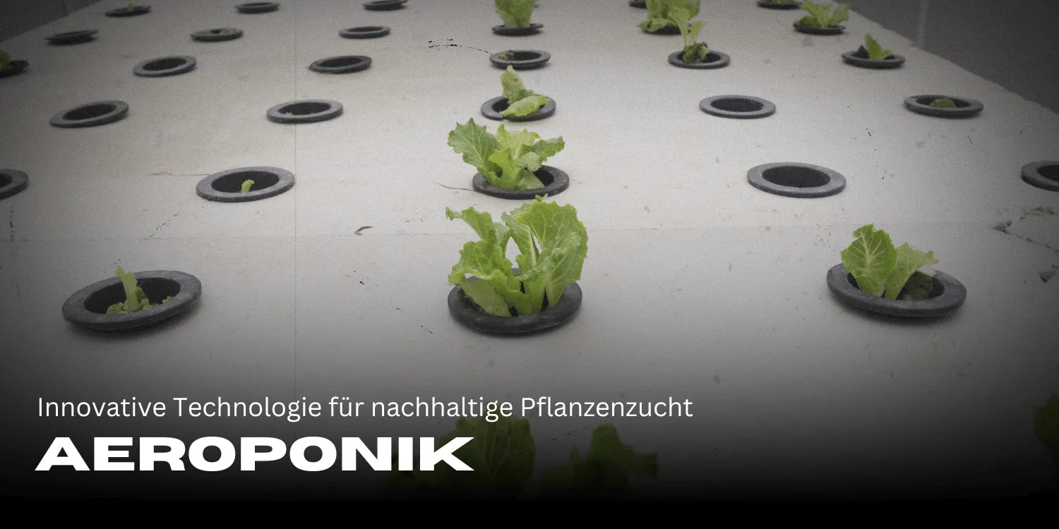 Aeroponics: Innovative Technology for Sustainable Plant Cultivation