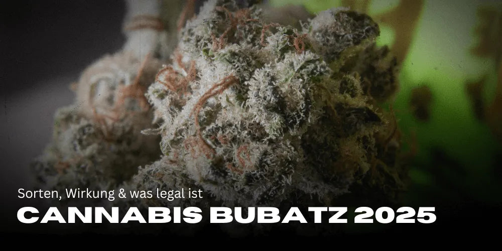 Cannabis Bubatz 2025: Strains, efeitos e o que é legal