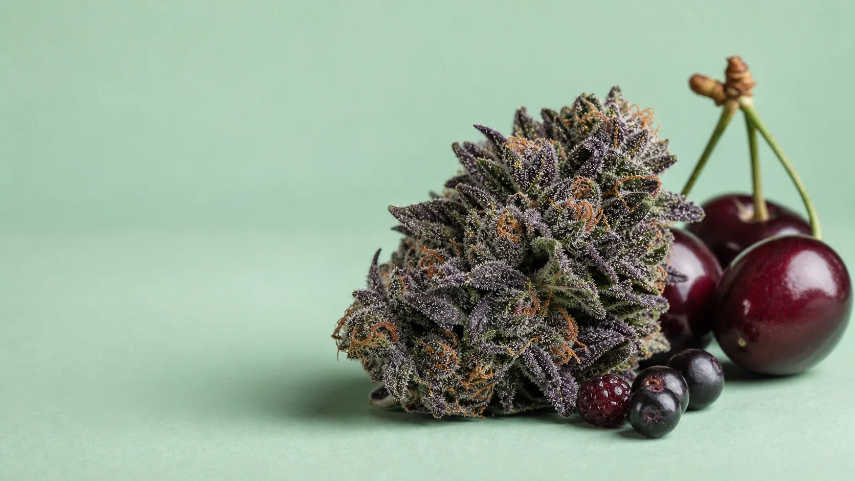 Black Cherry Punch Cannabisblüte mit dunklen Kirschen und Beeren auf Mint-Hintergrund