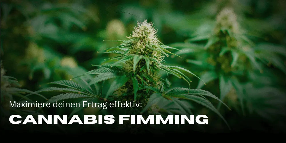 Cannabis Fimming: Maximalizáld hatékonyan a hozamodat – Smagro GmbH