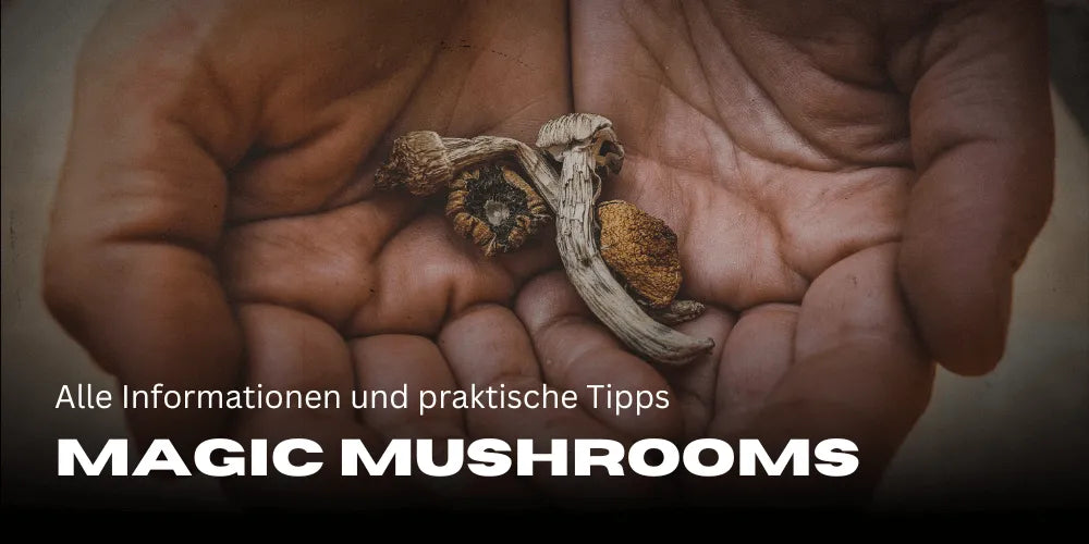 Magic Mushrooms: All Information and Practical Tips