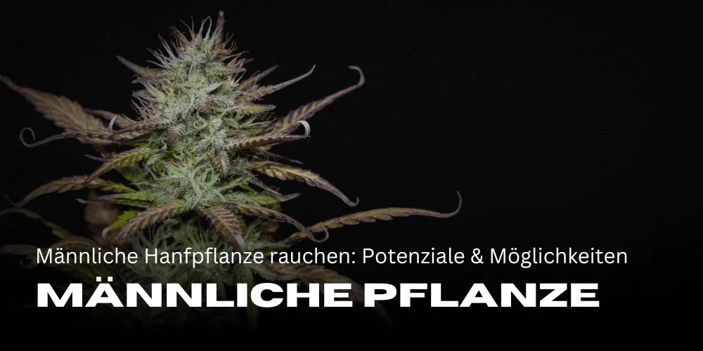 Fumar planta de cannabis macho: potenciais e possibilidades de utilização