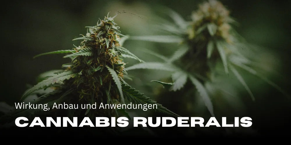 Cannabis Ruderalis: effects, cultivation, and applications