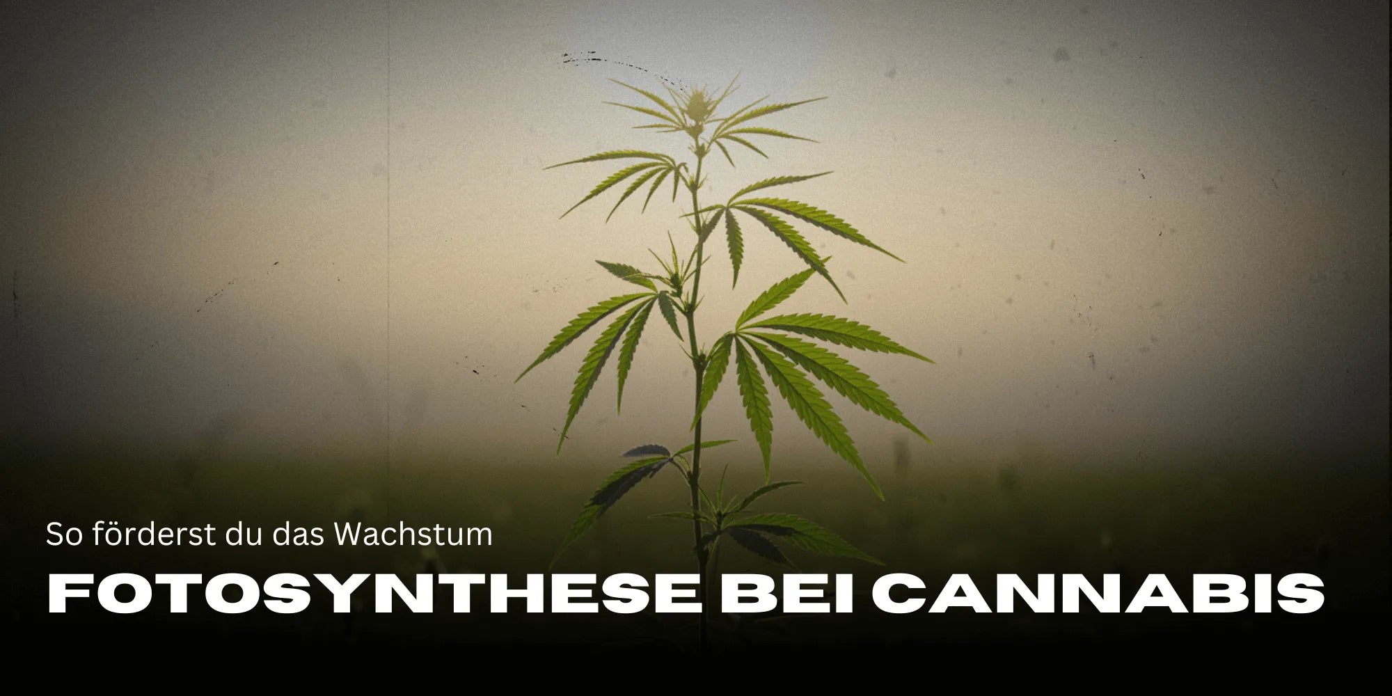 Photosynthesis in Cannabis Plants