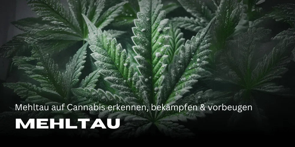 A lisztharmat felismerése, kezelése és megelőzése kannabiszon