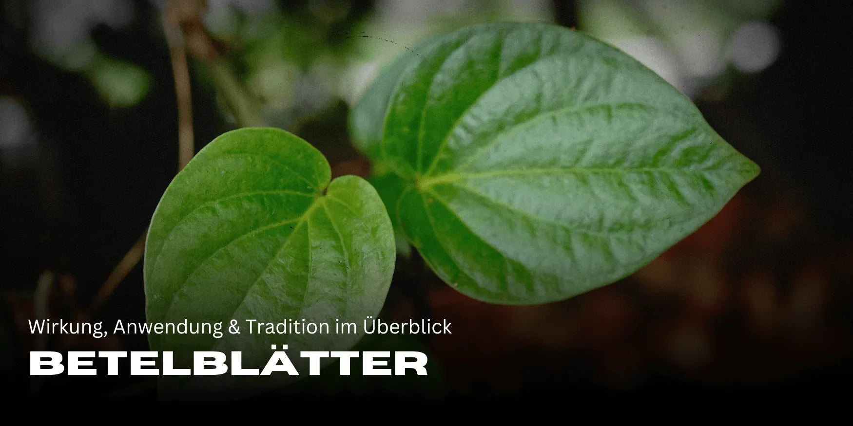 Betel Leaves: Effects, Application & Tradition at a Glance - Smagro GmbH
