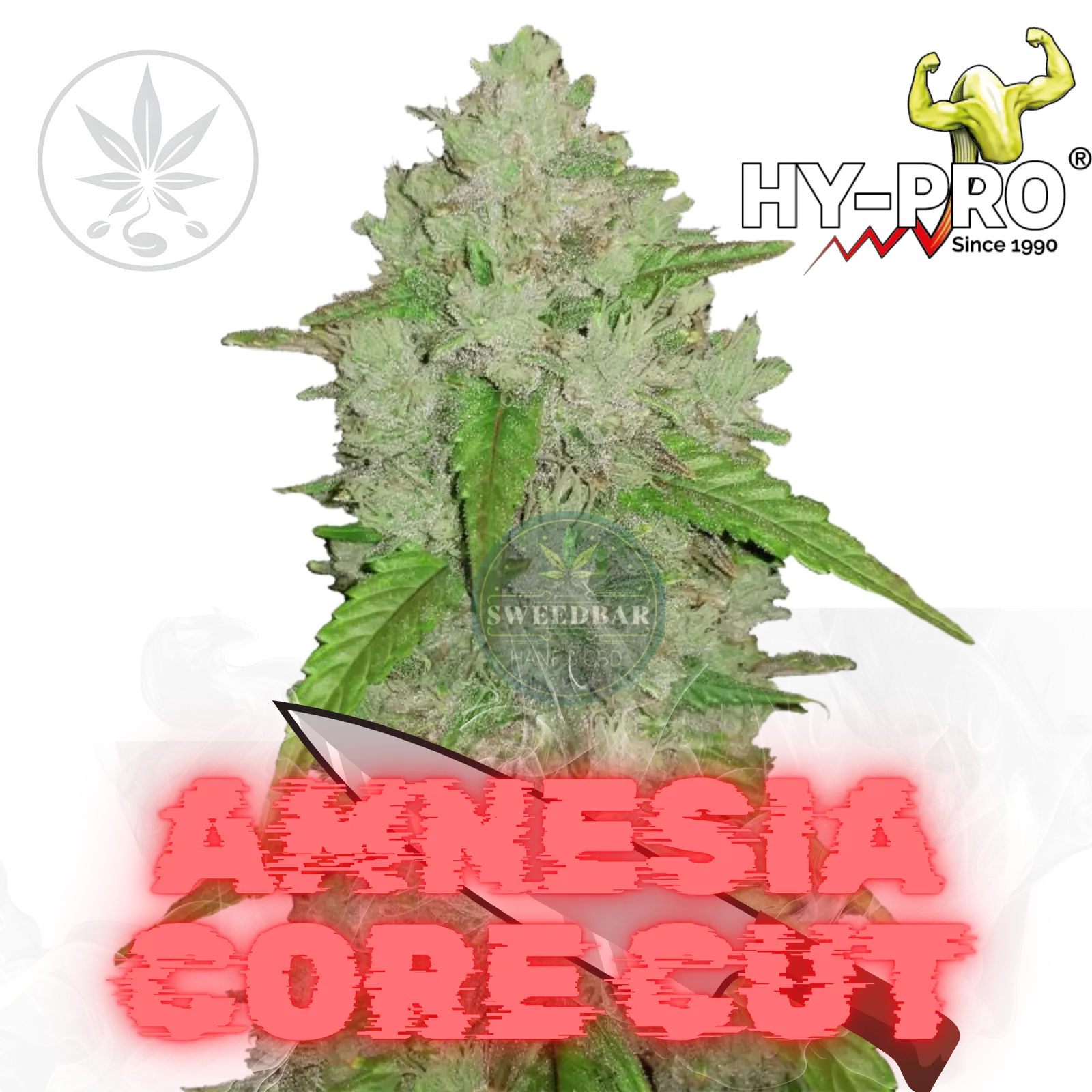Clones de Cannabis Amnesia Core Cut