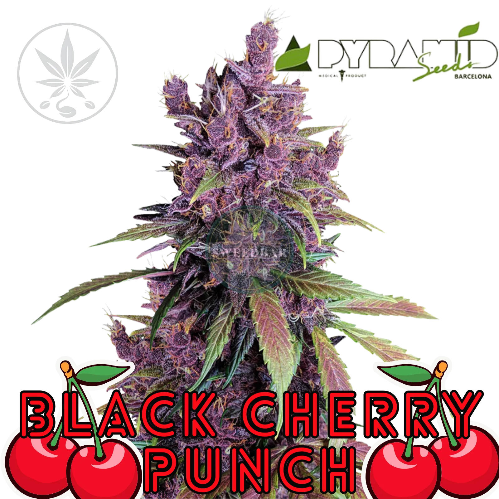 Clon de Cannabis Black Cherry Punch