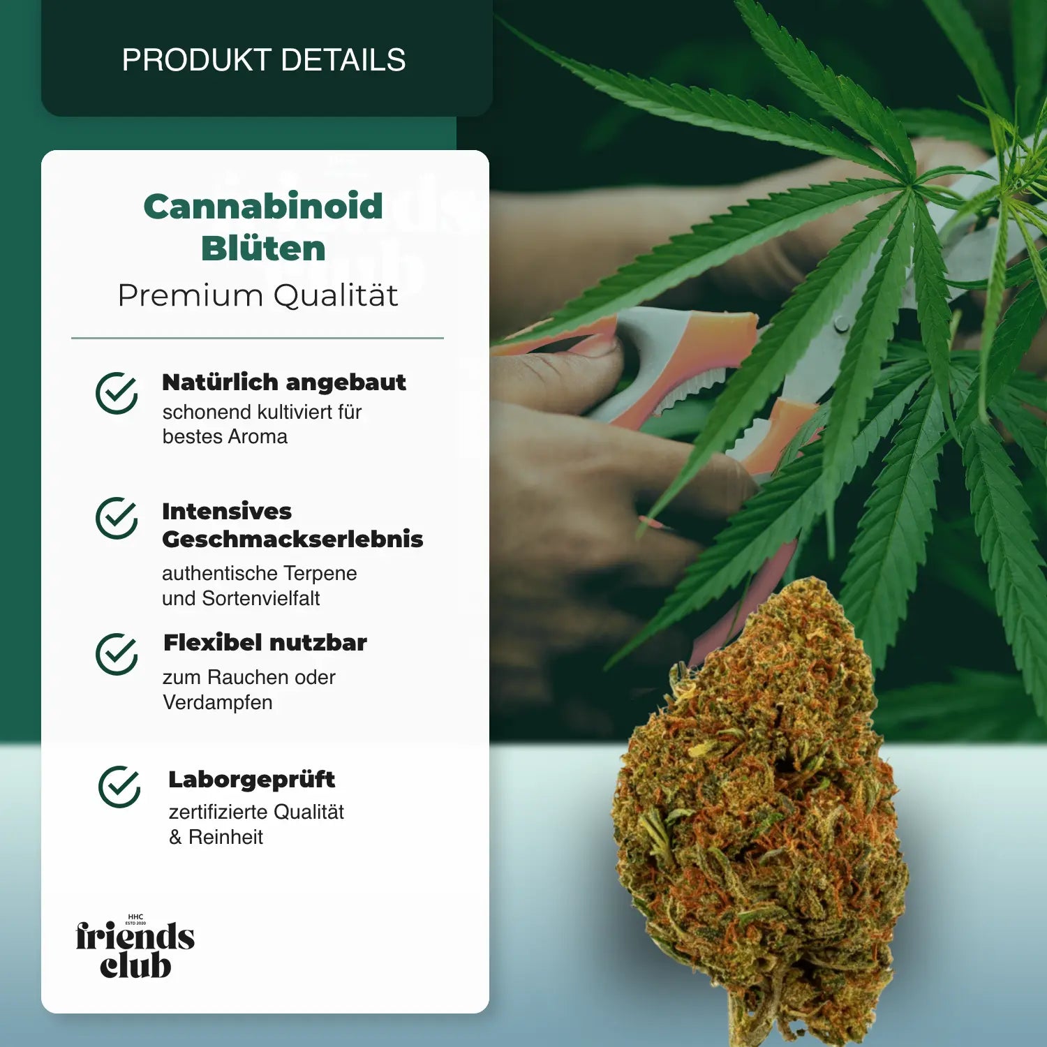 PHCP Flower Cherry Pie - hhcfriends