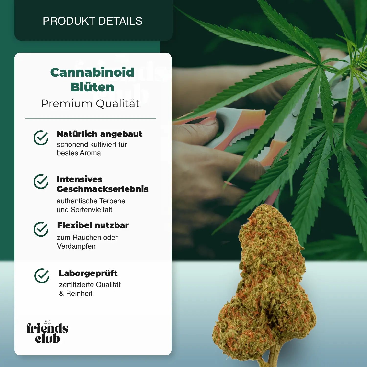 PHCP Flower Candy Kush - hhcfriends