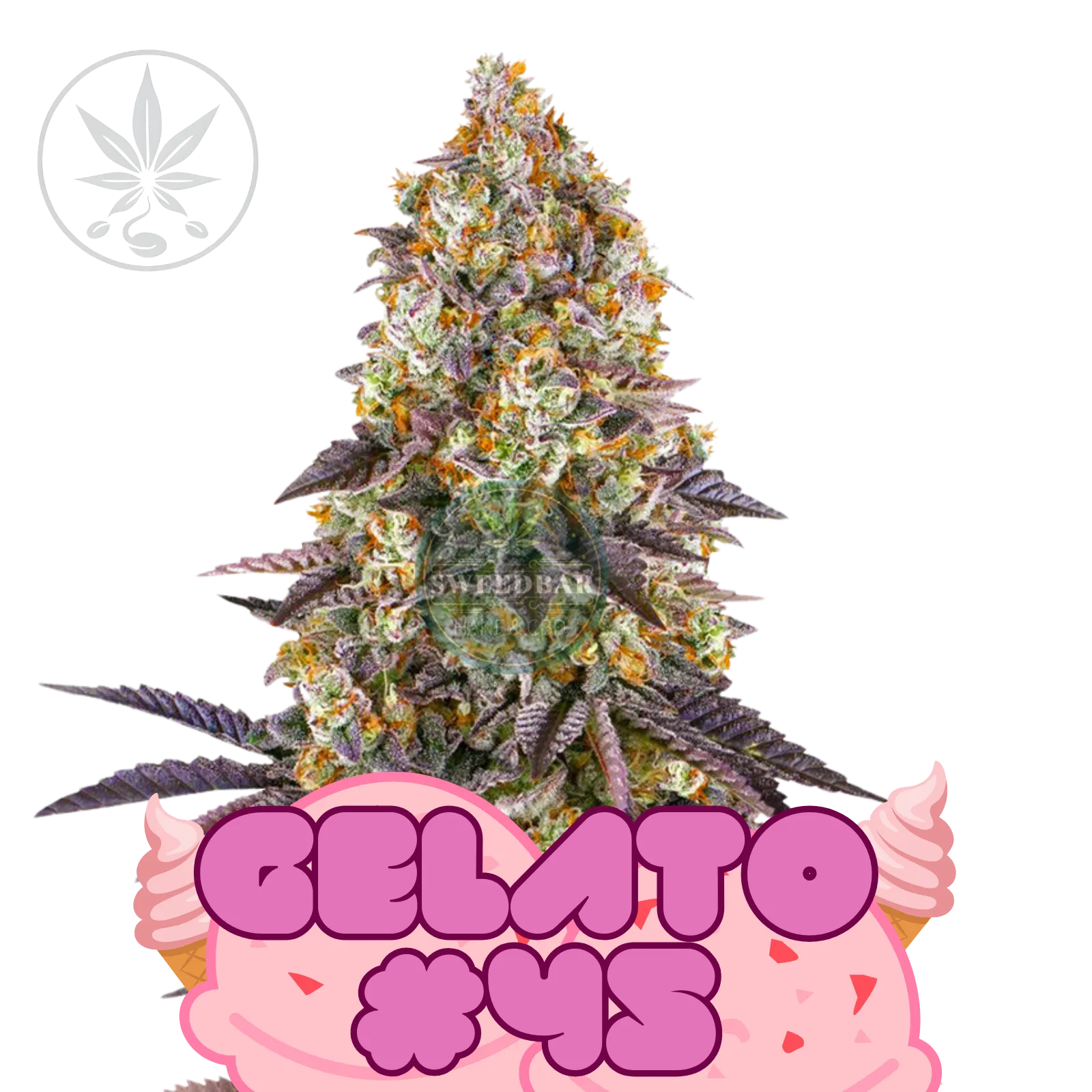 Butași de canabis premium Gelato #45