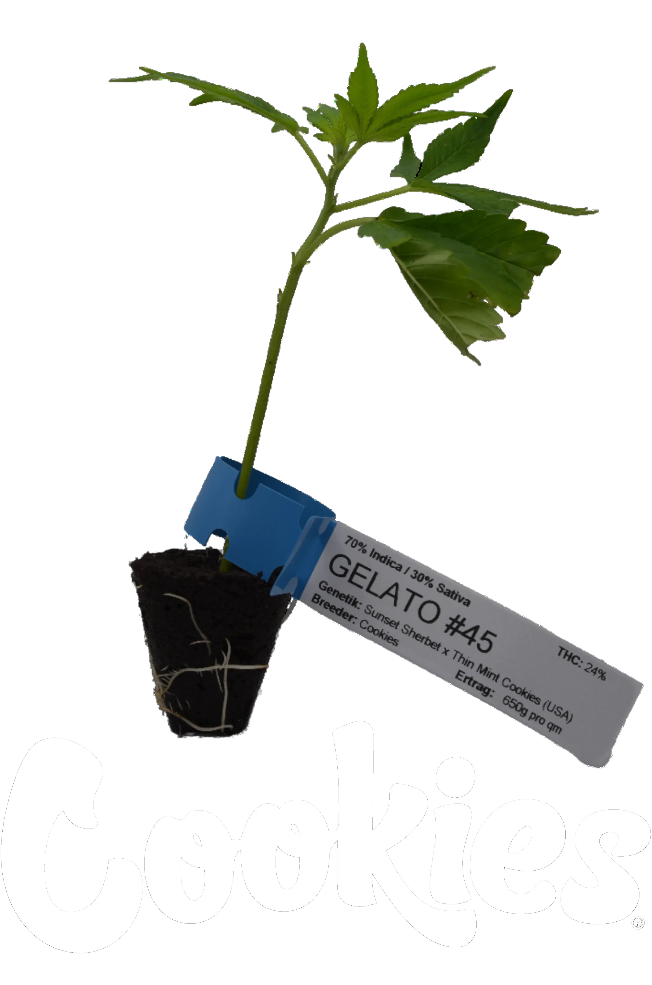 Butași de canabis premium Gelato #45