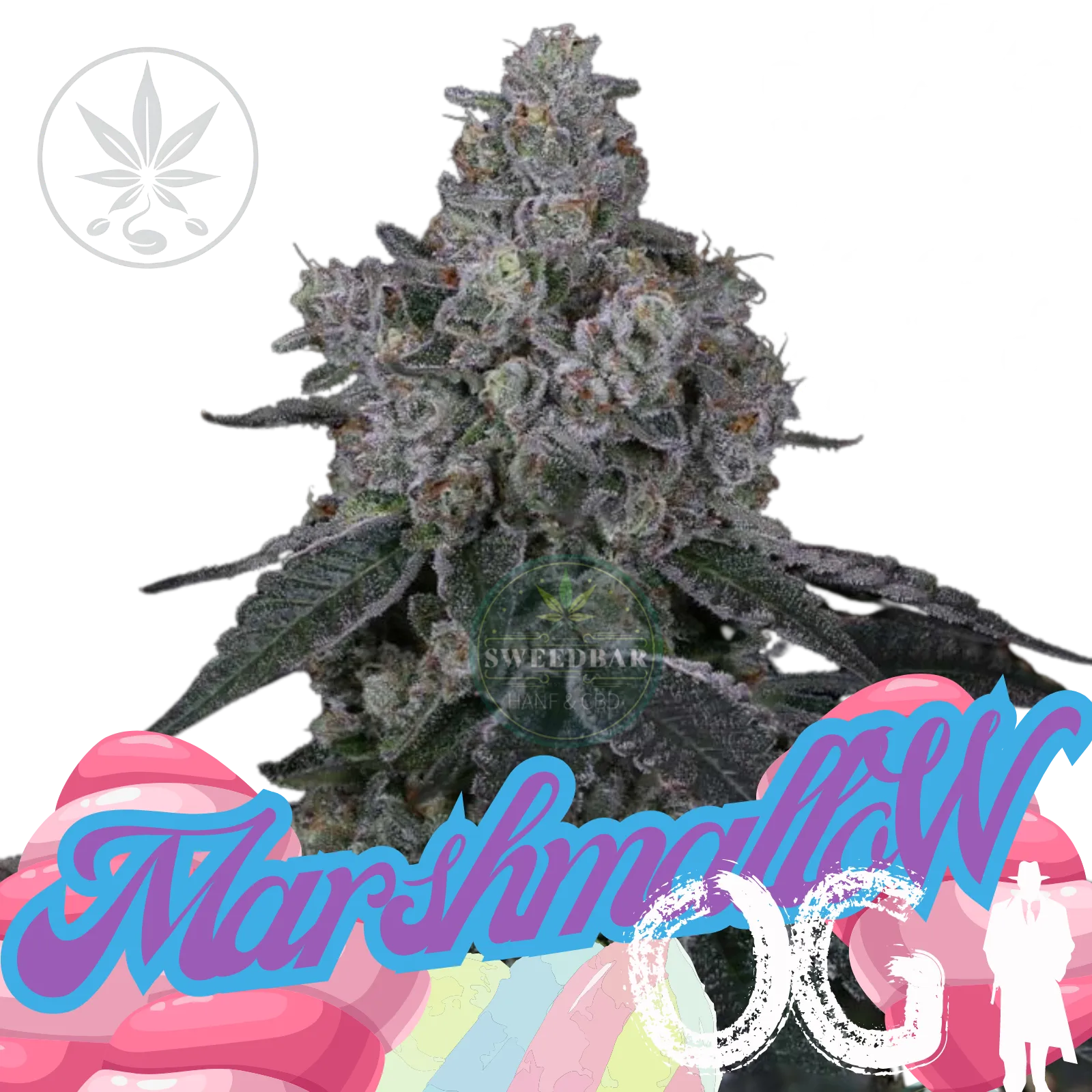 Clon de Cannabis Marshmallow OG