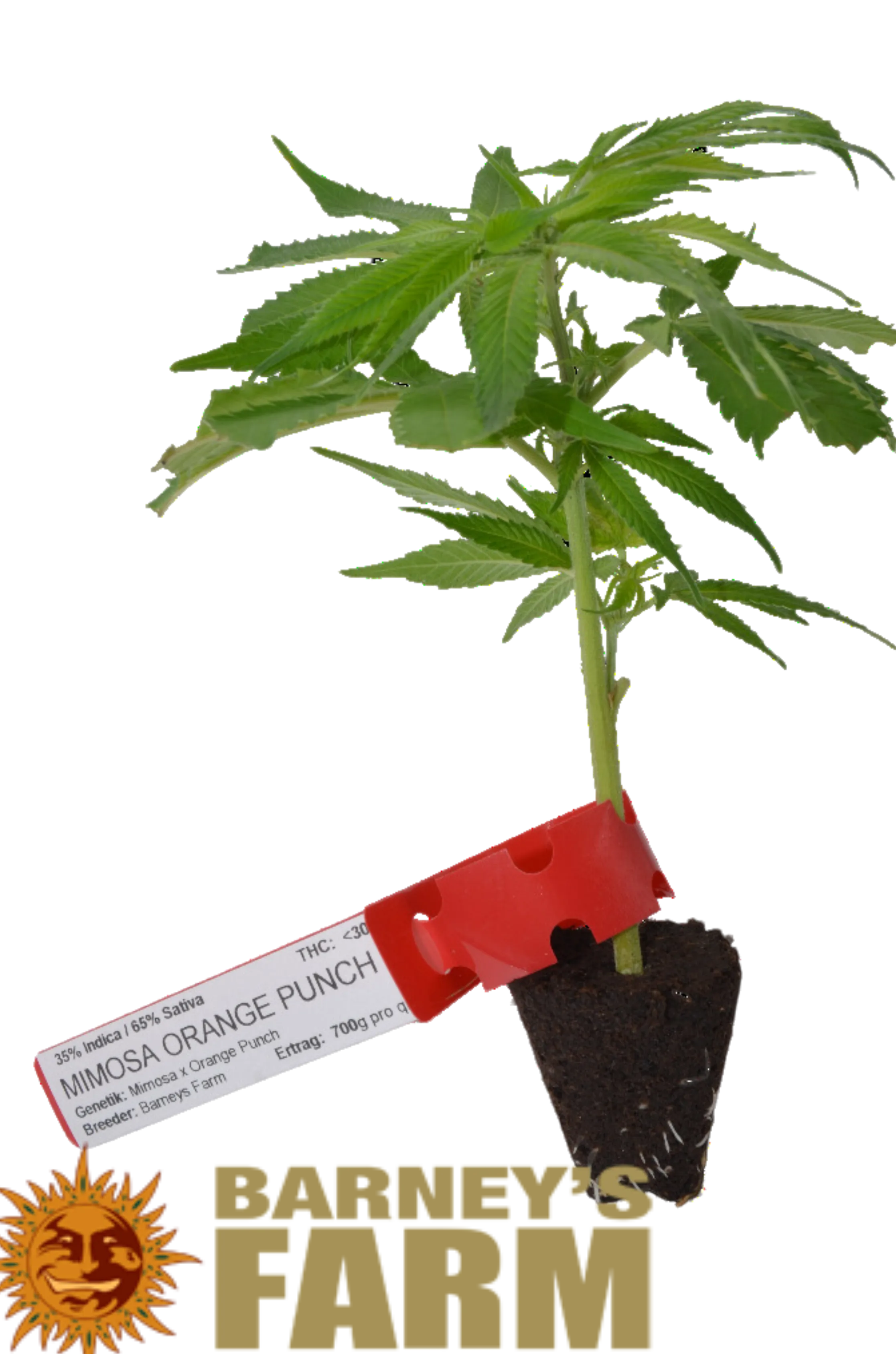 Clones de Cannabis Premium Mimosa x Orange Punch