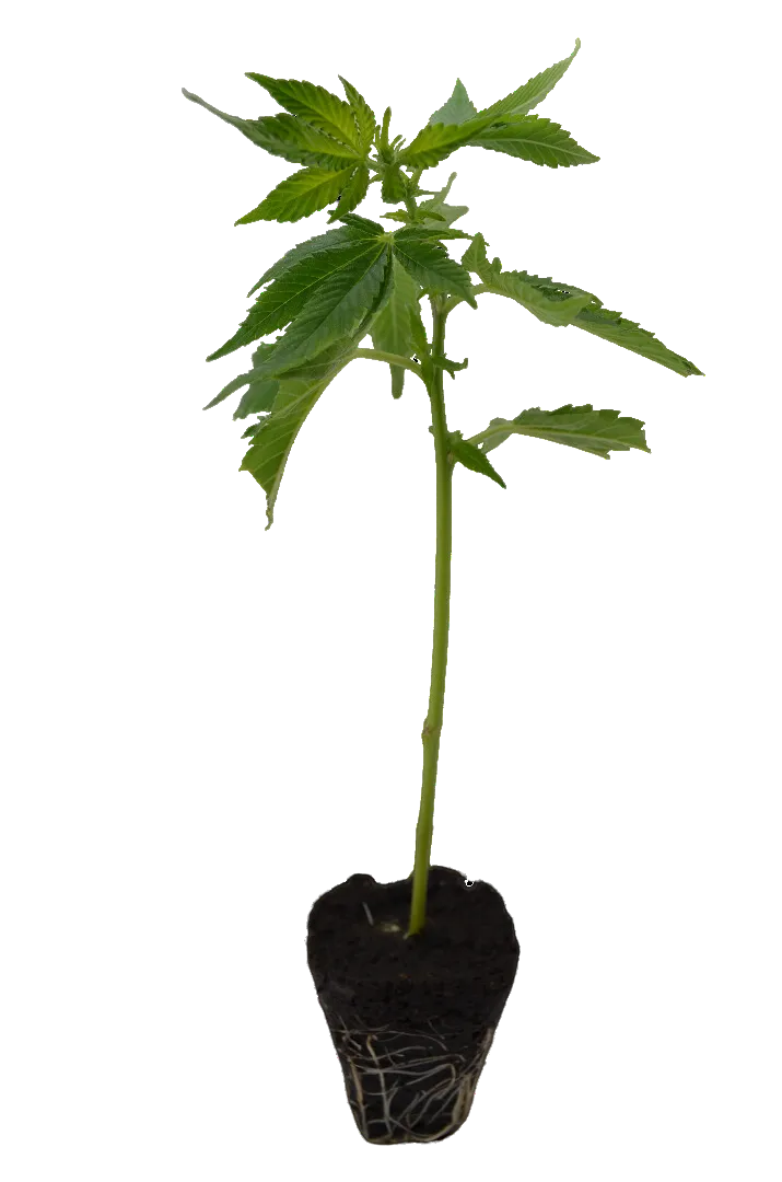 Cannabis Stek Peyote Cookies