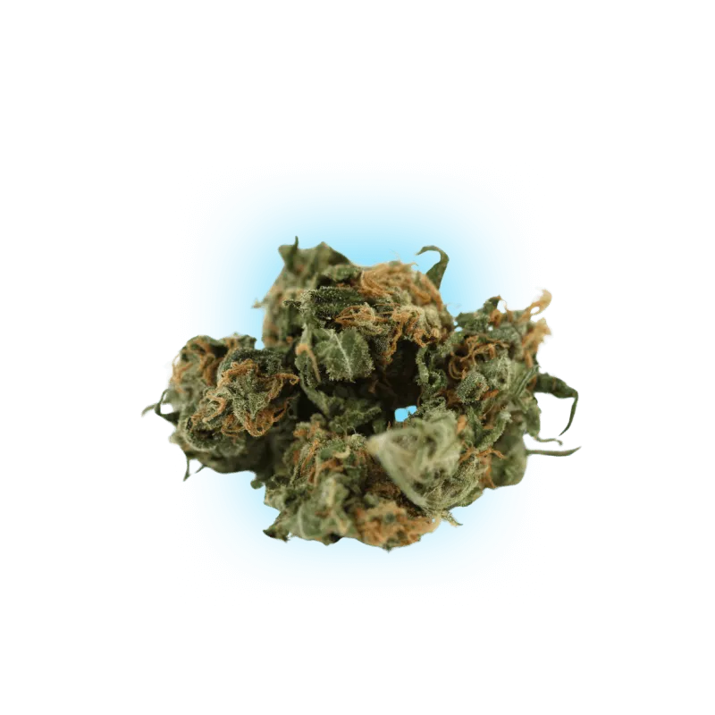 Semillas de Cannabis Black Domina auto. 3 unidades