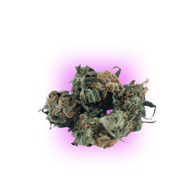 Pack mix de 5 graines de Cannabis Automatik