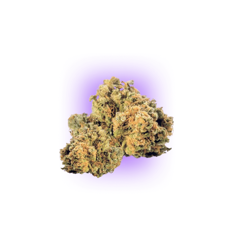 Cali Genetics Strawberry Guava - Floración rápida 3 uds.