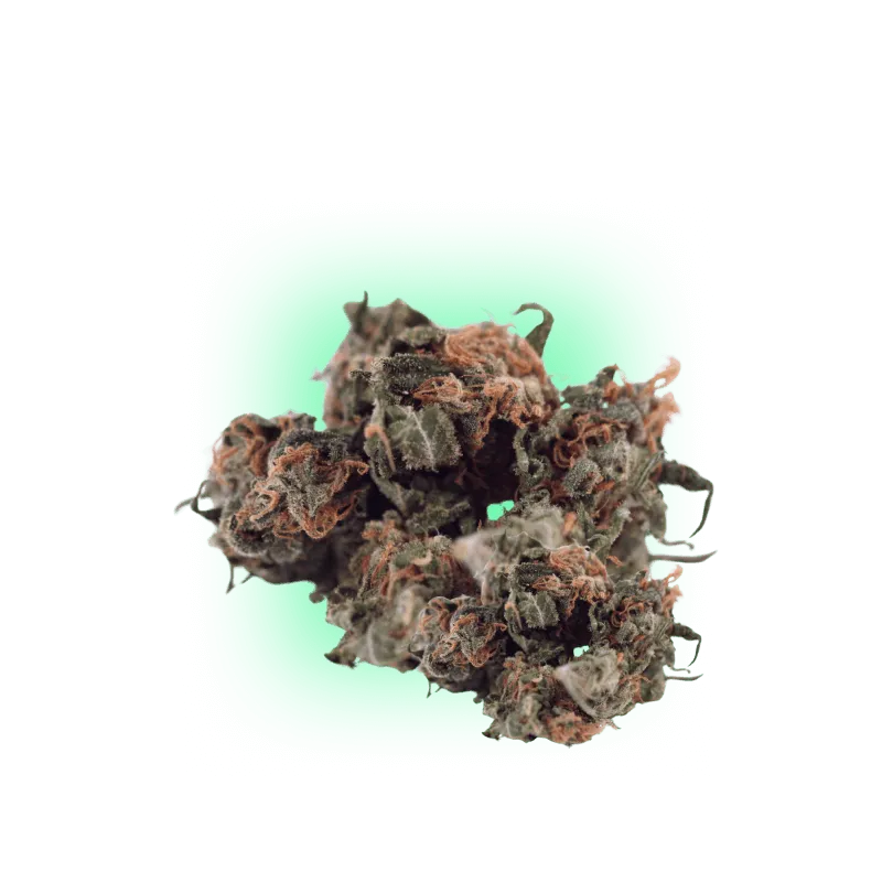 Pack mix de 5 graines de Cannabis Automatik