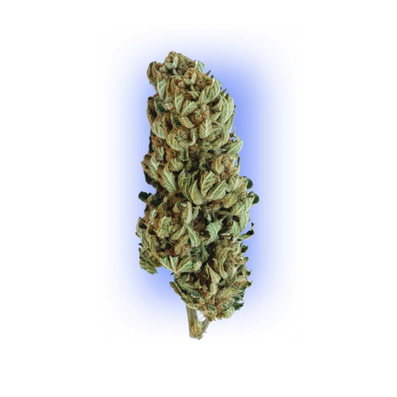 Semillas de Cannabis Gorilla XL auto. 3 unidades