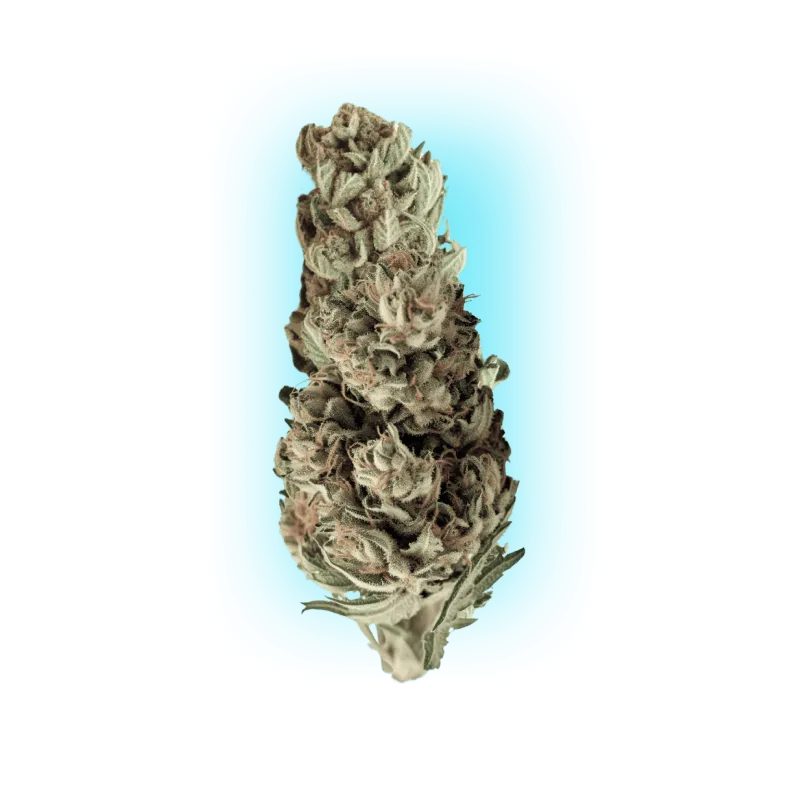 Semillas de Cannabis Runtz x Skywalker OG 3 unidades