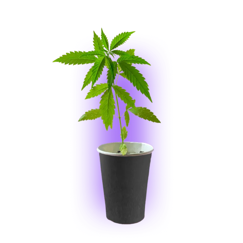 Cannabis Stekken Amnesia Core Cut