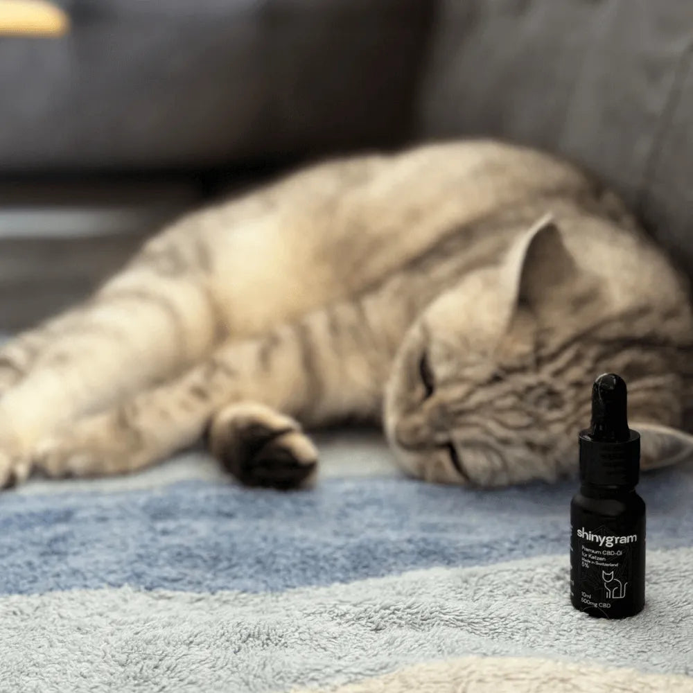 CBD Oil for Cats 5%