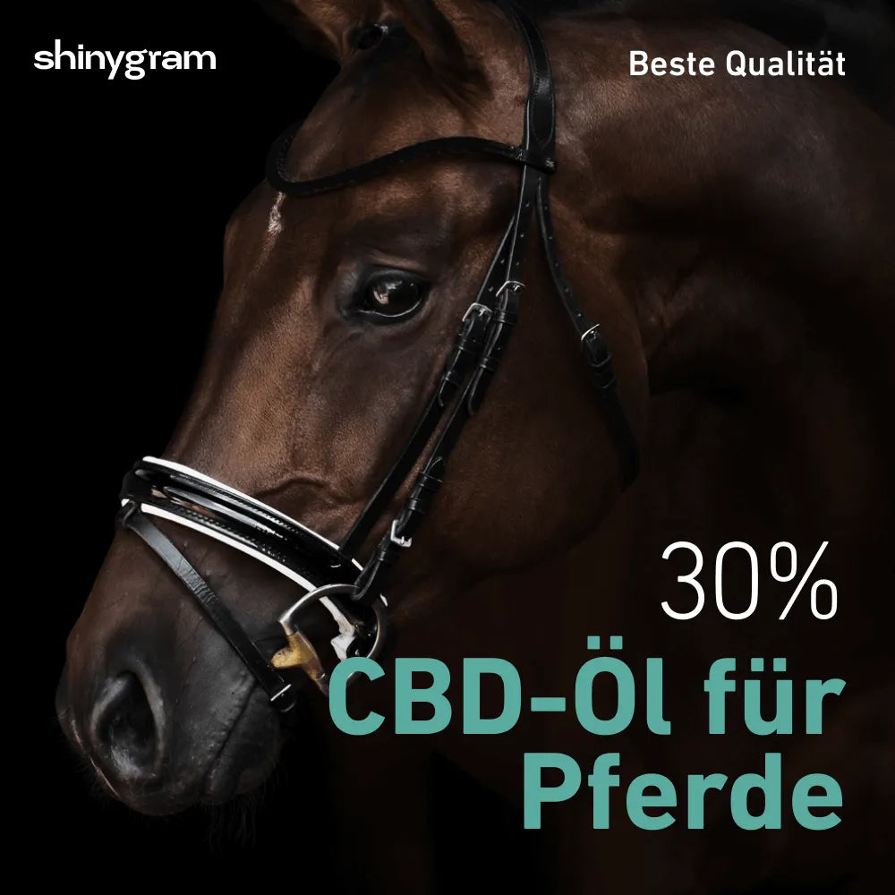 CBD Oil for Horses 30%