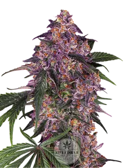 Semillas de Cannabis Purple Auto 3 unidades