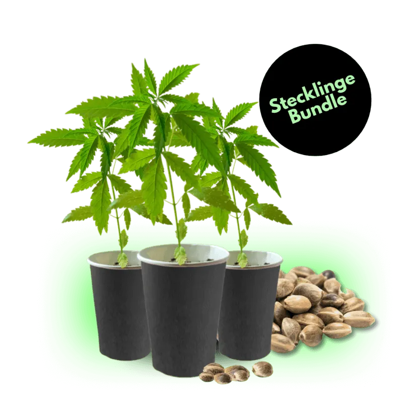 Cuttings Bestseller Bundle