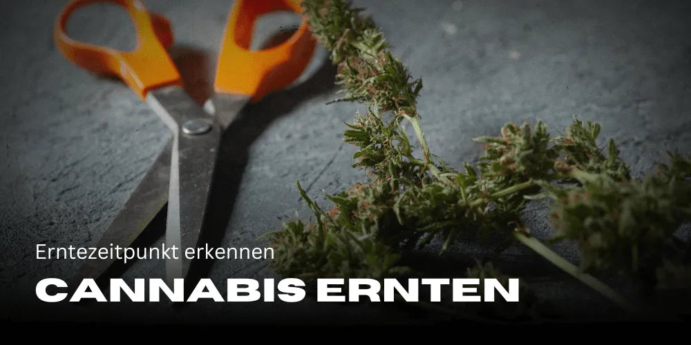 Cosechar cannabis